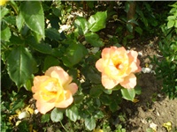 40665cc1-Picture 383.jpg